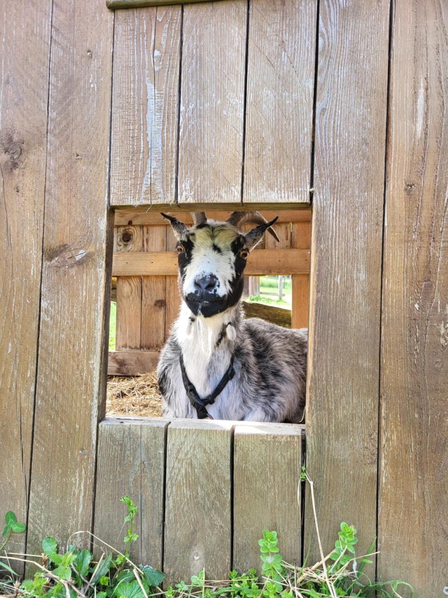 Le Paradis Des Animaux Coublevie Bagian luar foto