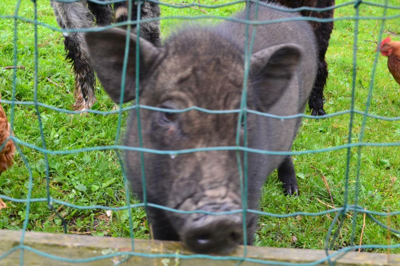 Le Paradis Des Animaux Coublevie Bagian luar foto