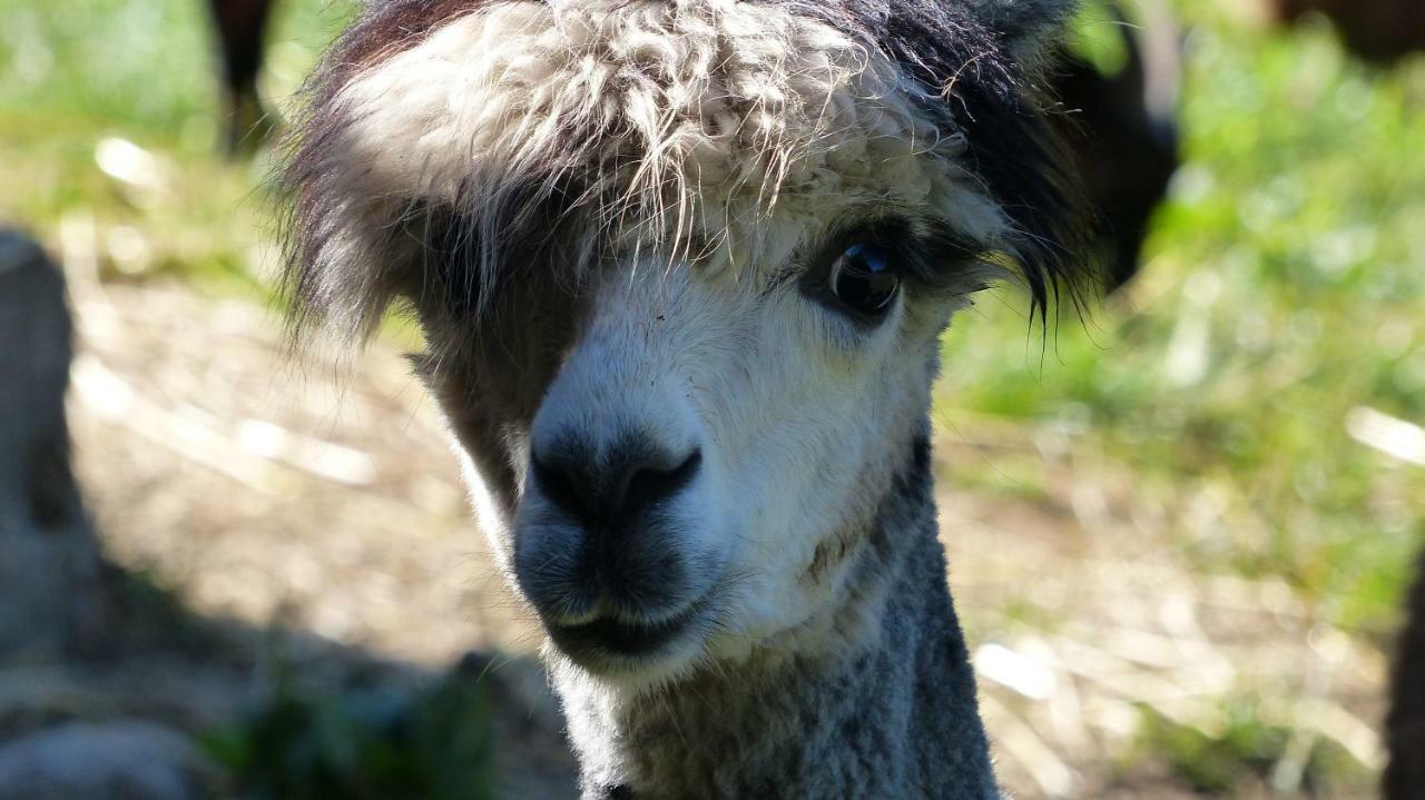 Le Paradis Des Animaux Coublevie Bagian luar foto
