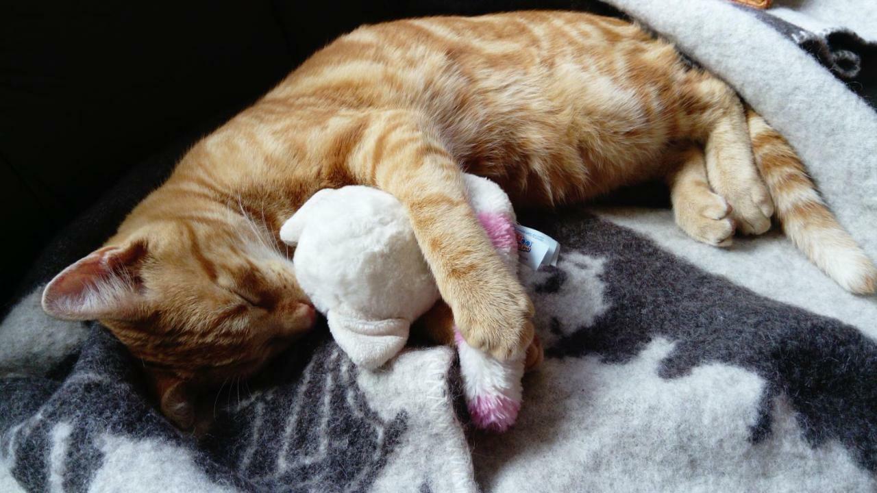 Le Paradis Des Animaux Coublevie Bagian luar foto